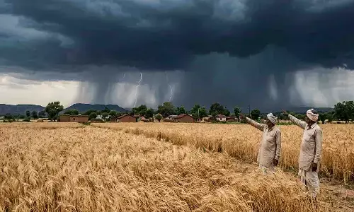 Indian farmers standing in a golden wheat field pointing towards dark storm clouds and lightning during a rain alert in Madhya Pradesh.