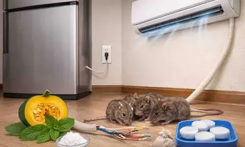 गर्मी में AC और फ्रिज की वायरिंग काटने वाले चूहों को अब घर से भगाएं