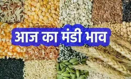 उत्तर प्रदेश मंडी भाव आज 26 अगस्त 2026: लहसुन, गेहूं, धान, प्याज और सब्जियों के ताजा रेट उत्तर प्रदेश मंडी भाव आज 26 अगस्त 2026: लहसुन, गेहूं, धान, प्याज और सब्जियों के ताजा रेट
