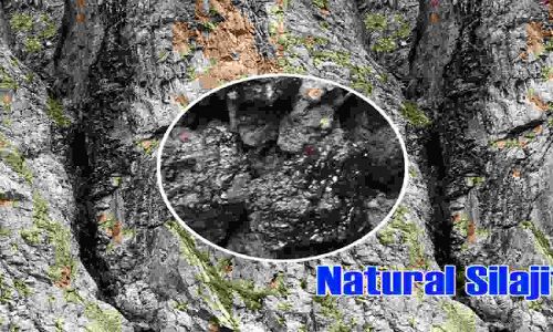 शिलाजीत सिर्फ उस काम में नहीं आता जिसके बारे में आप सोच रहे हैं, जाने कैसे बनती है ये औषधि शिलाजीत सिर्फ उस काम में नहीं आता जिसके बारे में आप सोच रहे हैं, जाने कैसे बनती है ये औषधि