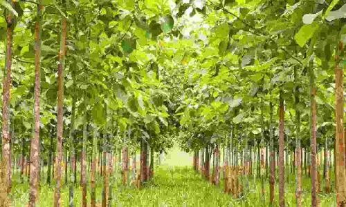 Sagwan Farming Profit: सागवान की खेती से करोड़ों की होगी कमाई, जाने फार्मिंग टिप्स