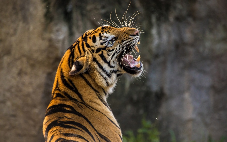 विंध्य में दर्दनाक घटना: माँ-बाप के सामने बेटी को घसीट ले गया बाघ...