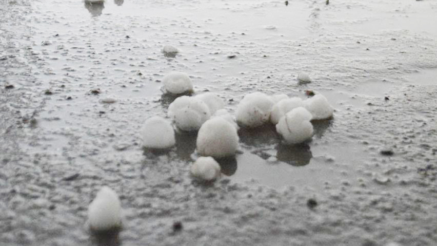 रीवा: तेज़ बारिश के साथ कुछ क्षेत्रों में गिरे ओले, फसलों को नुकसान