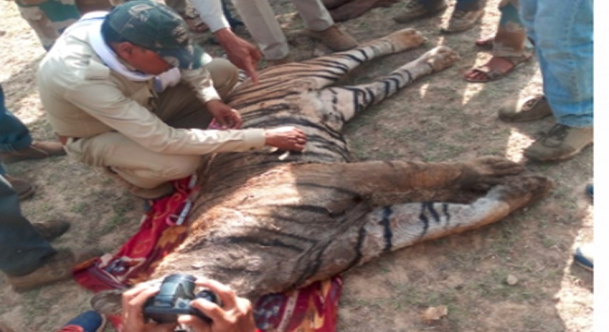 सतना-मझगंवा रेंज में बाघ की मौत, शिकार की आशंका