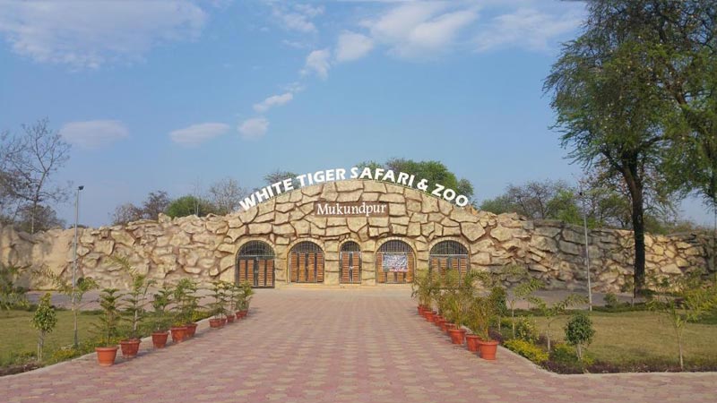 रीवा / तीन माह बाद पर्यटकों के लिए खुलेगा Mukundpur White Tiger Safari रीवा / तीन माह बाद पर्यटकों के लिए खुलेगा Mukundpur White Tiger Safari