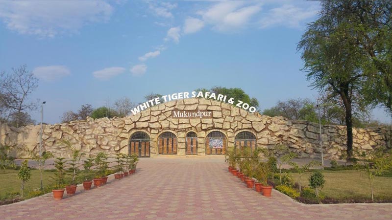 रीवा / तीन माह बाद पर्यटकों के लिए खुलेगा Mukundpur White Tiger Safari