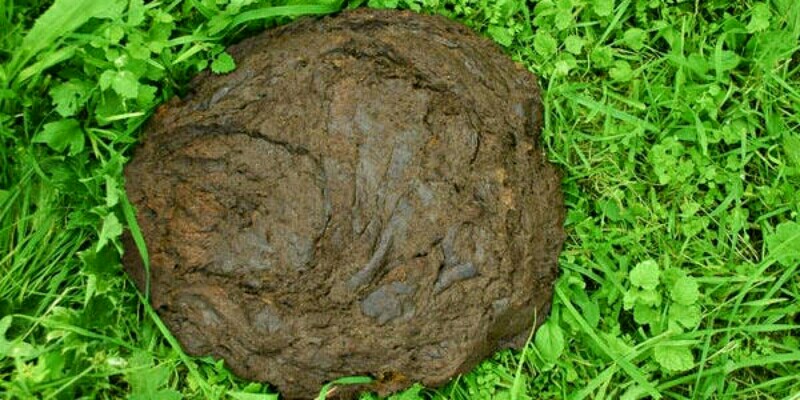 इन्होने बताया : विंध्य के लोगो को गोबर से मिल सकती है नौकरी, ख़त्म होगी बेरोजगारी, बस करना होगा ये इन्होने बताया : विंध्य के लोगो को गोबर से मिल सकती है नौकरी, ख़त्म होगी बेरोजगारी, बस करना होगा ये