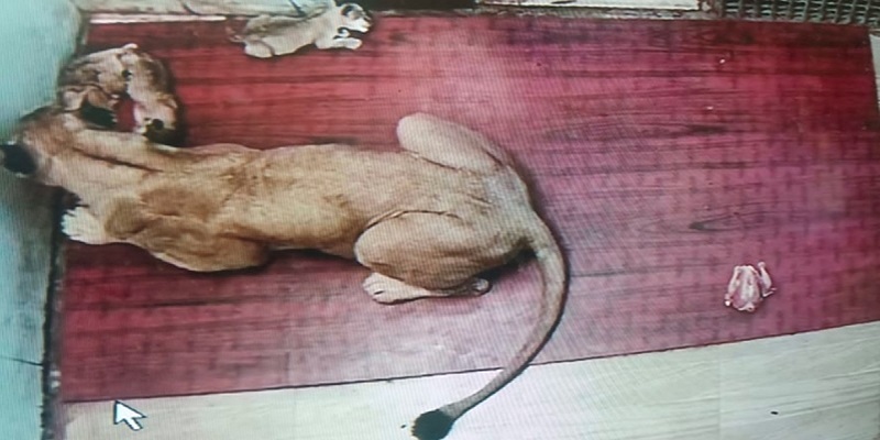 रीवा : Mukundpur Tiger Safari में नवजात शेर शावको में से एक की मौत, पढ़ें...