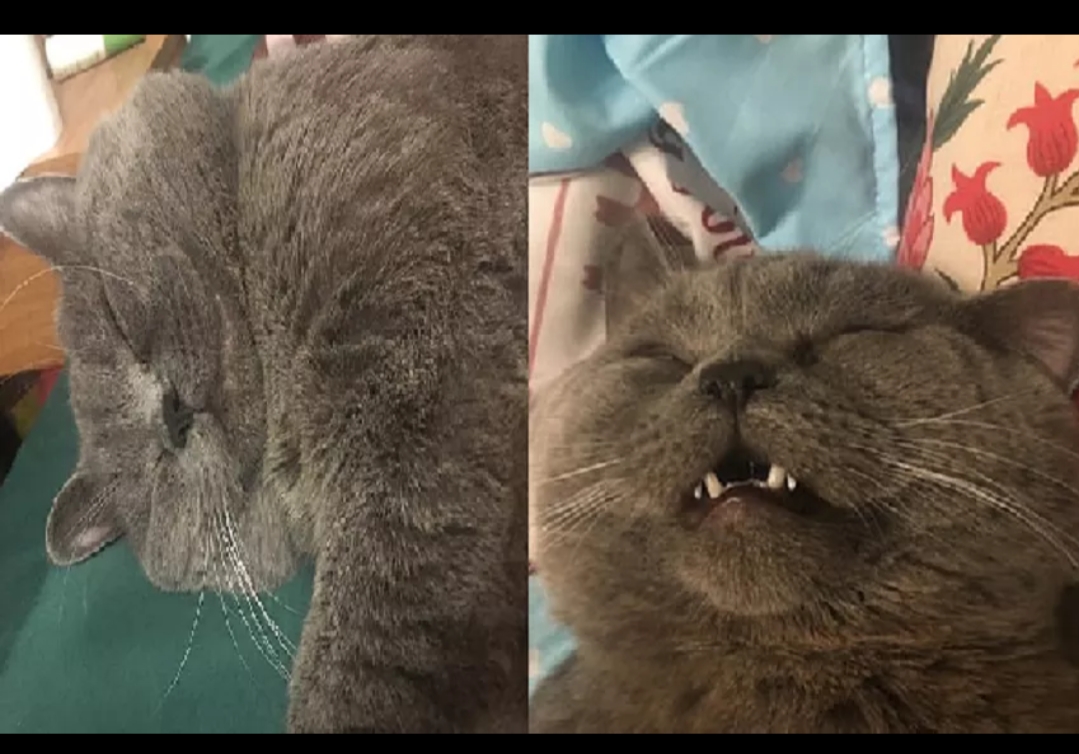 बिल्ले ने एक रात में 5 मादाओं से बनाए संबंध, सुबह चढ़ाना पड़ा ग्लूकोज