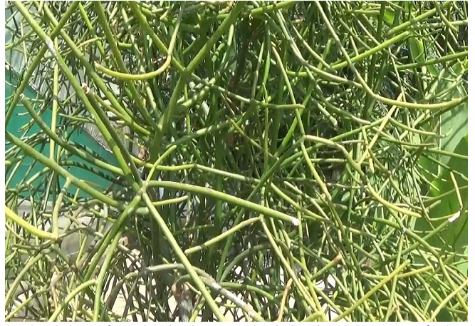 BIG NEWS : REWA के केवटी जलप्रताप की घाटी में मिली हमेशा जवान रहने की संजीवनी, ऋषि मुनि करते थे इस पौधे का उपयोग : REWA NEWS BIG NEWS : REWA के केवटी जलप्रताप की घाटी में मिली हमेशा जवान रहने की संजीवनी, ऋषि मुनि करते थे इस पौधे का उपयोग : REWA NEWS