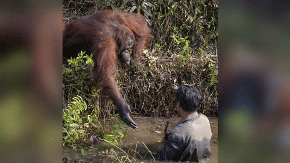 नदी में फंसे शख्स को बचाने आया वनमानुष, जानिए आगे क्या हुआ... नदी में फंसे शख्स को बचाने आया वनमानुष, जानिए आगे क्या हुआ...
