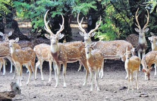 रीवा वासियो के लिए खुशखबरी : अब और रोमांचक होगा मुकुंदपुर टाइगर सफारी, लखनऊ से देर रात पहुंचे पांच बारहसिंघा, जल्द ही दिल्ली से 12 बार्किंग डीयर भी आएंगे रीवा वासियो के लिए खुशखबरी : अब और रोमांचक होगा मुकुंदपुर टाइगर सफारी, लखनऊ से देर रात पहुंचे पांच बारहसिंघा, जल्द ही दिल्ली से 12 बार्किंग डीयर भी आएंगे