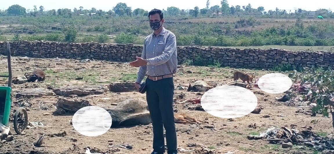 रीवाः बसामन मामा गौ-अभ्यरण केन्द्र में हाड़ मांस का हो रहा है गोरख धंधा