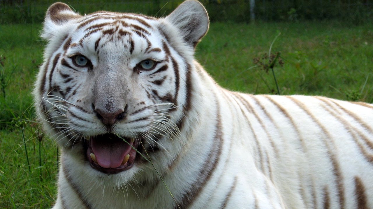 विंध्य के जंगलों से बाघों का है गहरा नाता, दूसरे जंगल छोड़कर यहां भागकर आ रहे बाघ, सफेद बाघों को खुले जंगल में छोडऩे का प्रयोग शुरू : REWA NEWS