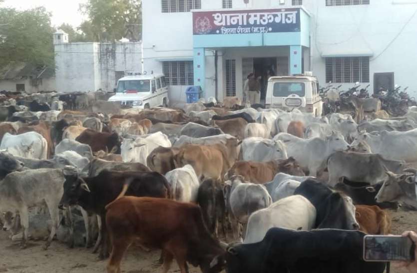 रीवा के मऊगंज थाना में पशुओं को साथ लाकर दिया धरना, जानिए वजह... रीवा के मऊगंज थाना में पशुओं को साथ लाकर दिया धरना, जानिए वजह...