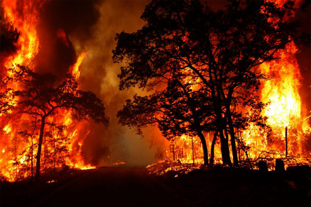 सोलर प्लांट के पास लगी आग ने धारण किया विकराल रूप, 8 किमी तक फैली, 300 हेक्टेयर जंगल ख़ाक