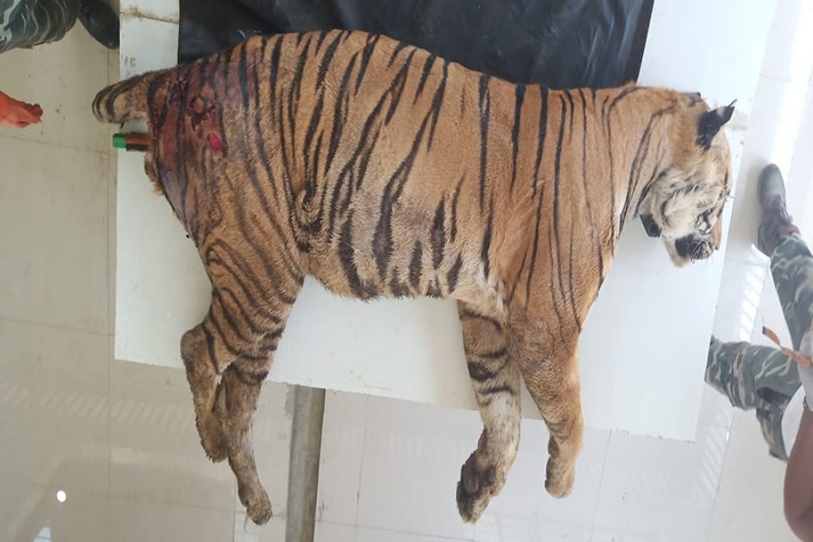रीवा: Mukundpur Tiger Safari ने खो दिया एक और बाघ, लम्बी बीमारी के बाद मौत