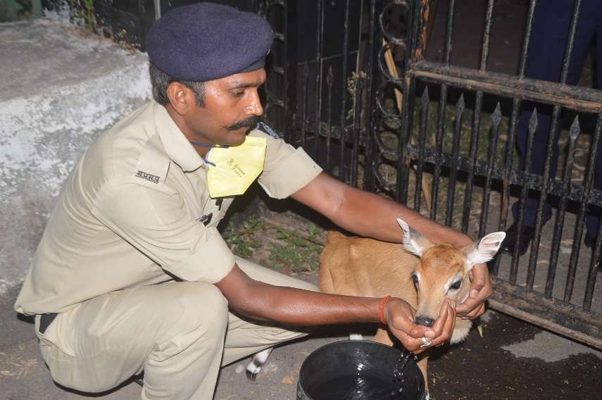 REWA: सैनिक स्कूल के गेट के पास मिला ख़ूबसूरत नील गाय का बच्चा, फिर... REWA: सैनिक स्कूल के गेट के पास मिला ख़ूबसूरत नील गाय का बच्चा, फिर...