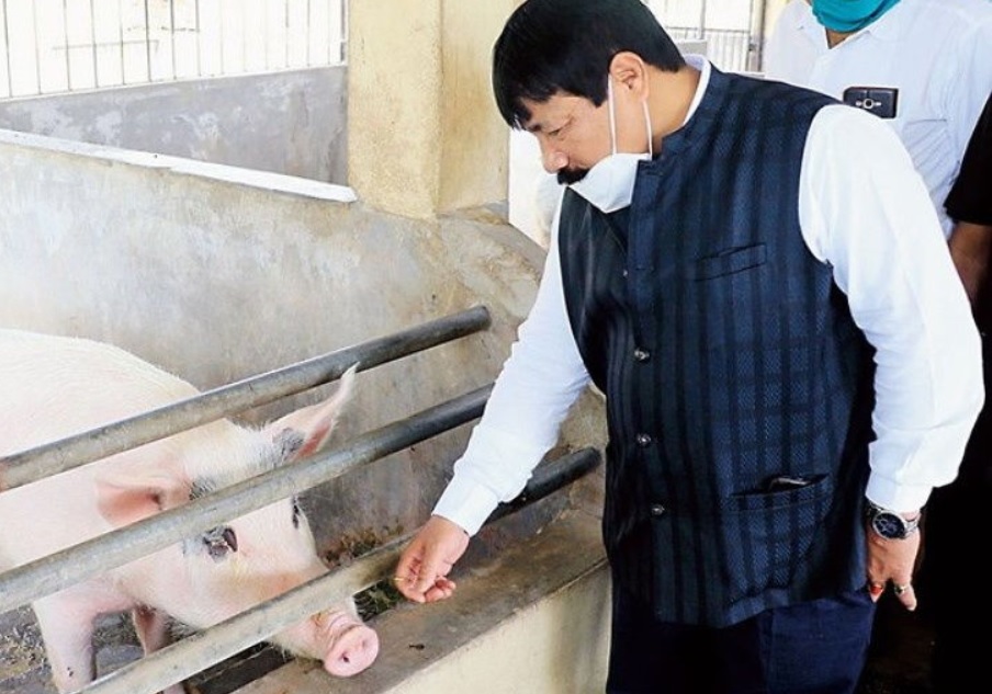 देश में एक और Flu की दस्तक, इस राज्य में पहला मामला, 2500 सुअरों की मौत, राज्य सरकार का दावा: वायरस का इंसानों पर कोई असर नहीं