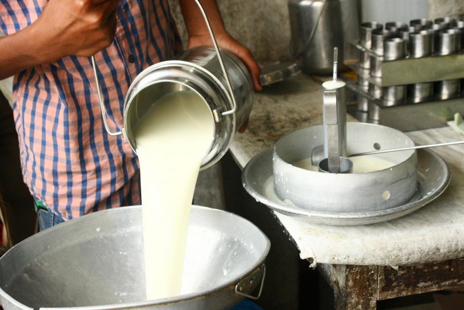 दुधारू पशुओं की संख्या घटने के बावजूद मिल रहा पर्याप्त दूध, जाने क्या है कारण : REWA NEWS