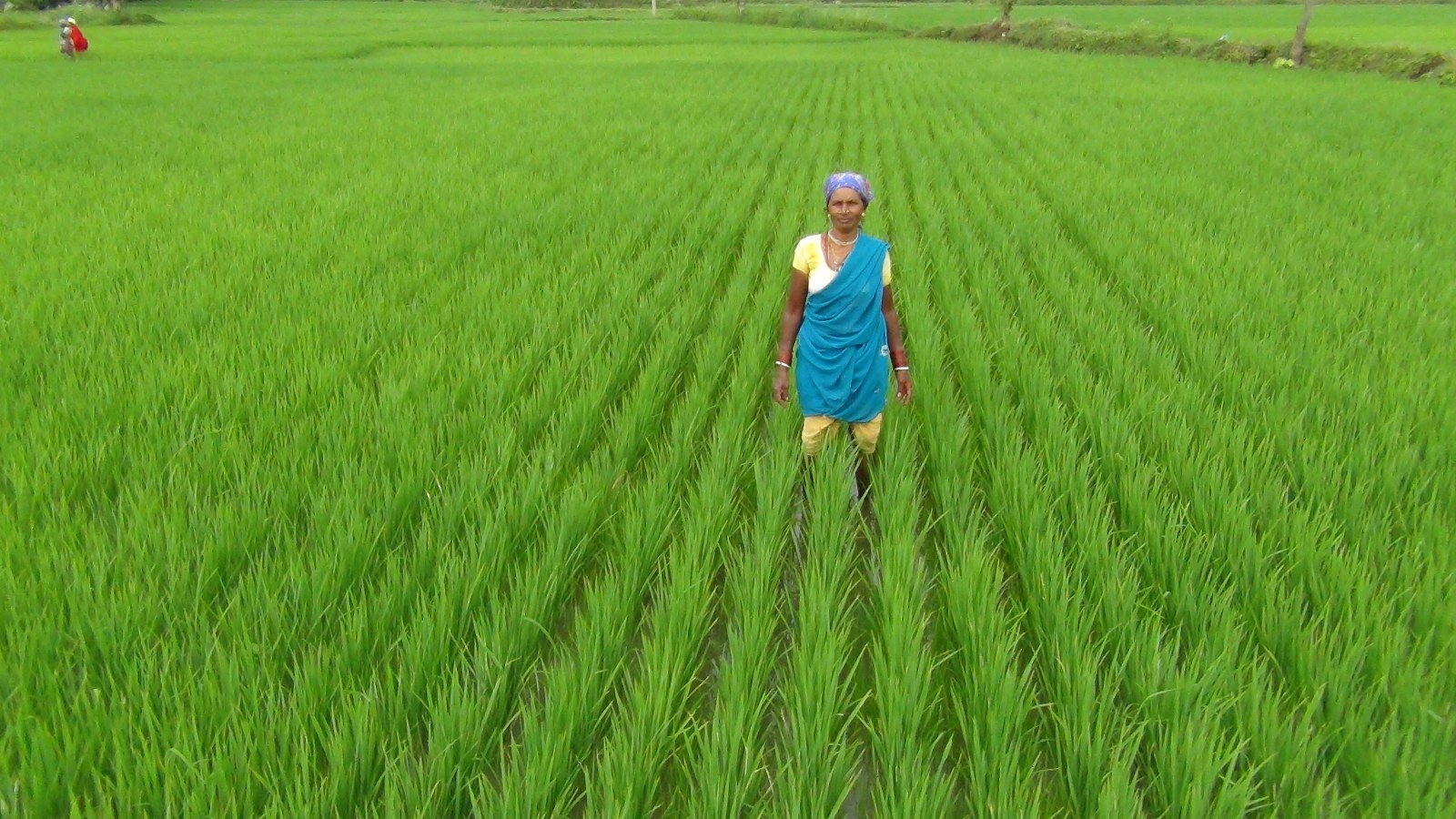 CG: धान की कतार बोनी विधि में आती है कम लागत: कम वर्षा में भी मिलती है अच्छी फसल CG: धान की कतार बोनी विधि में आती है कम लागत: कम वर्षा में भी मिलती है अच्छी फसल