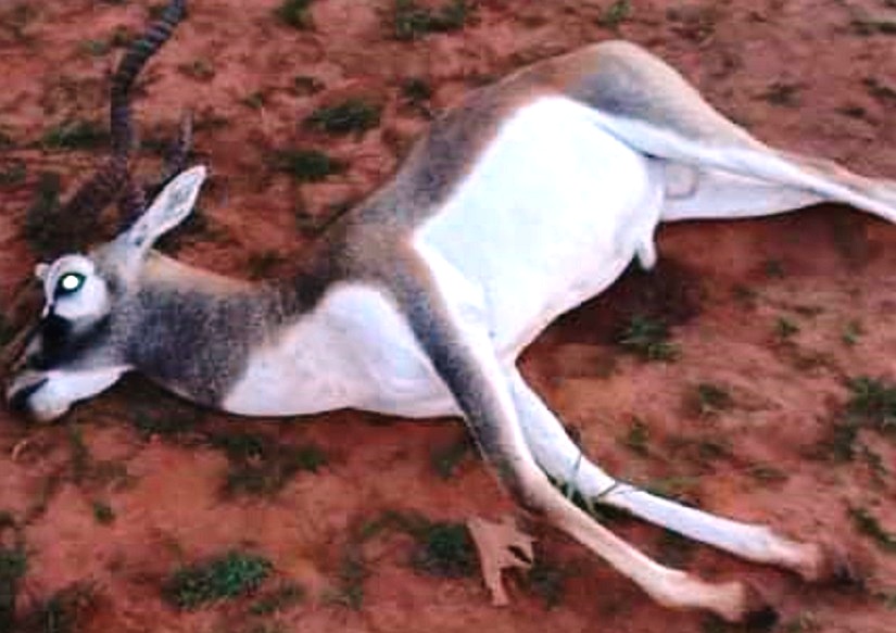 रीवा में काले हिरण के शिकार का मामला / पीएम में 3 गोलियां निकलीं, आरोपियों के पास से जिन्दा कारतूस बरामद रीवा में काले हिरण के शिकार का मामला / पीएम में 3 गोलियां निकलीं, आरोपियों के पास से जिन्दा कारतूस बरामद