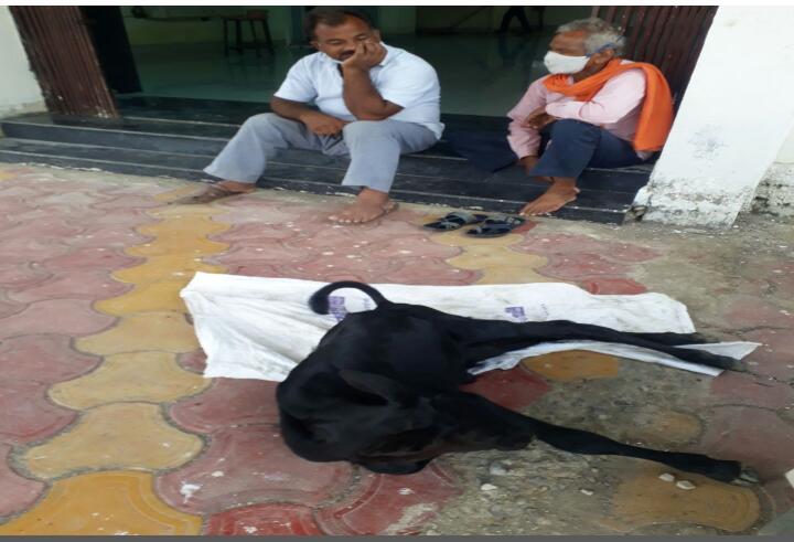 रीवा: बेटनरी कॉलेज में भगवान भरोसे इमरजेंसी स्वास्थ्य सेवाएं, घंटो तड़पता रहा बेजुबान रीवा: बेटनरी कॉलेज में भगवान भरोसे इमरजेंसी स्वास्थ्य सेवाएं, घंटो तड़पता रहा बेजुबान