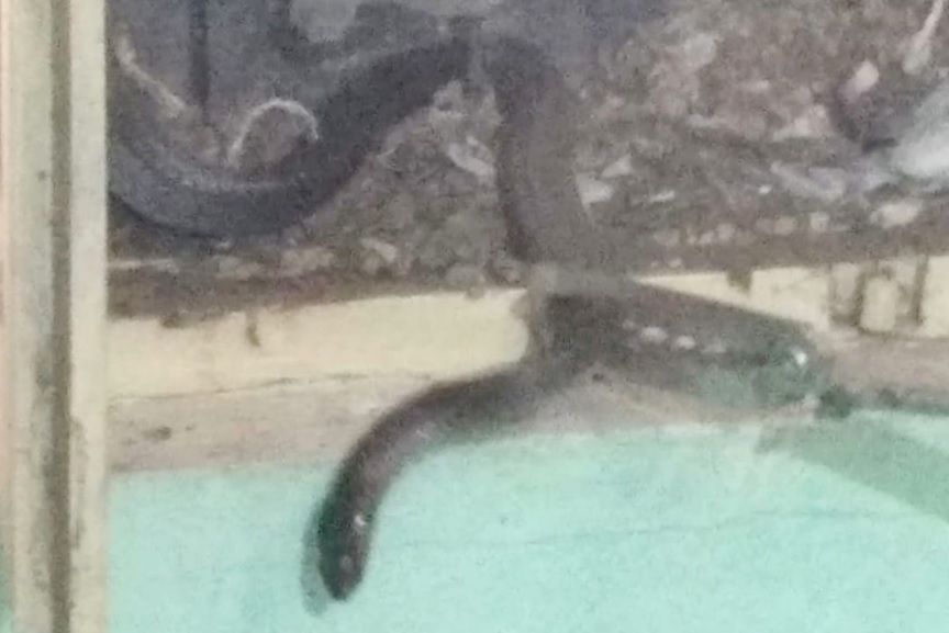 किंग कोबरा सर्प का किया रेसक्यू, दहशत में आया परिवार पढिये पूरी ख़बर किंग कोबरा सर्प का किया रेसक्यू, दहशत में आया परिवार पढिये पूरी ख़बर