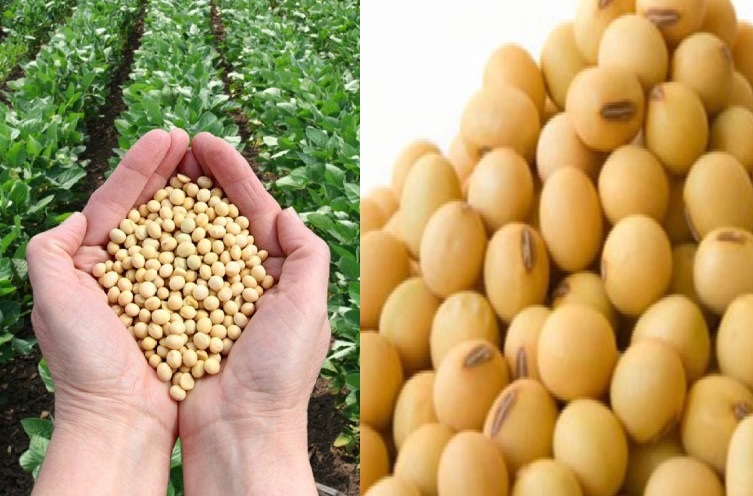 15 दिन के भीतर दो किसानों ने की आत्महत्या, खेत में बोई थी सोयाबीन की फसल, आशानुरूप उपज न मिलना बताई जा रही वजह!