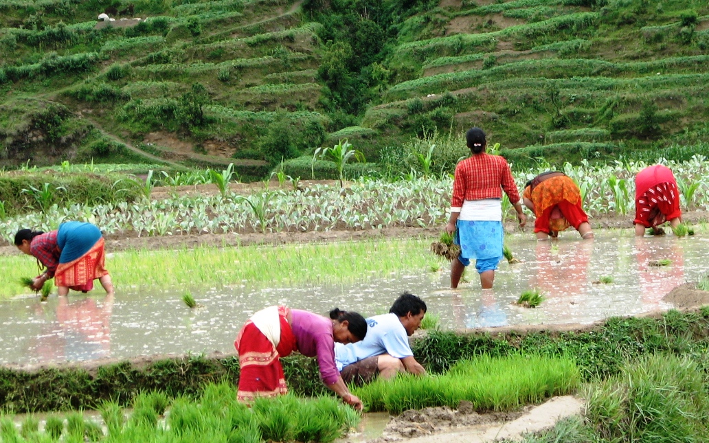 पिछले 15 दिनों में सरकार ने एमएसपी में 37.92 लाख टन खरीफ धान खरीदा पिछले 15 दिनों में सरकार ने एमएसपी में 37.92 लाख टन खरीफ धान खरीदा