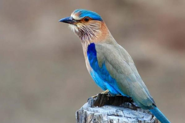 हमारे महान देश की महान परम्परा, खबर पढ़ आप भी रह जाएंगे दंग..