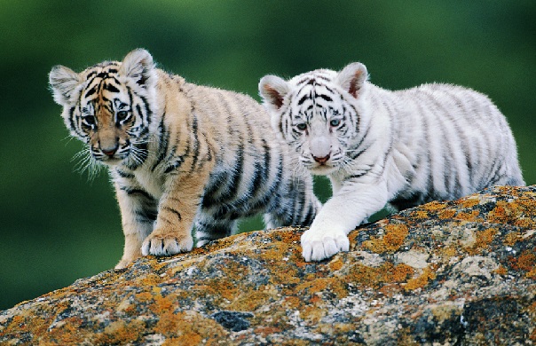 Mukundpur White Tiger Safari में जैस्मिन ने जन्में दो शावक, एक की मौत