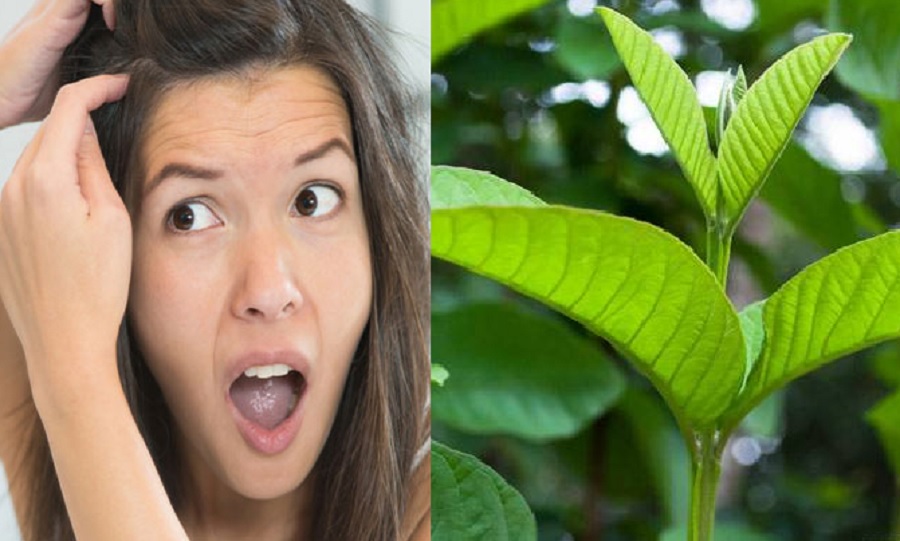 सफेद होते एवं झड़ते बालों से हैं परेशान तो अपनाएं यह घरेलू नुस्खा, जल्द मिलेगी राहत