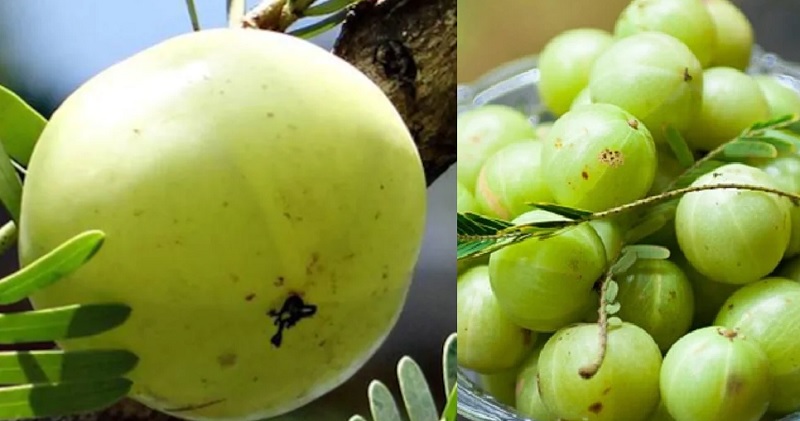 सेहत के लिए बेहद लाभकारी है आवंला, इन रोगों को जड़ मिटाने में है रामबाण