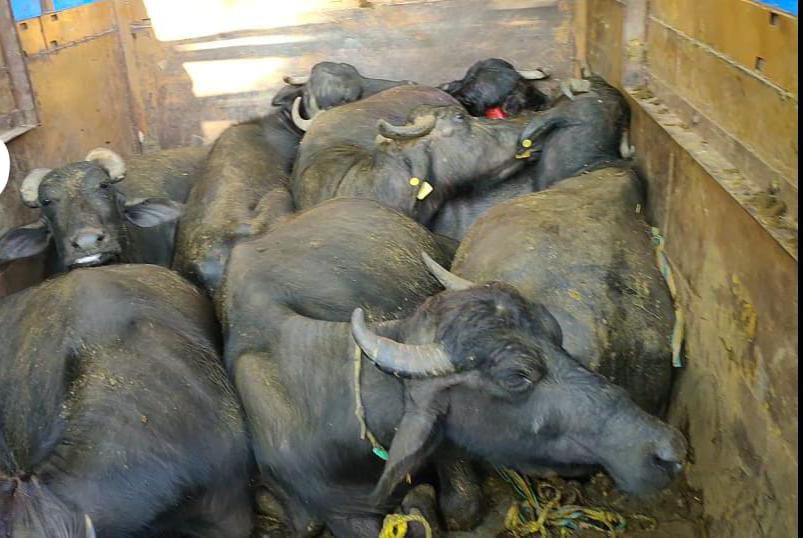 पशु तस्करी: भैसों से भरा ट्रक दुर्घटनाग्रस्त, कई पशुओं की मौत : SATNA NEWS