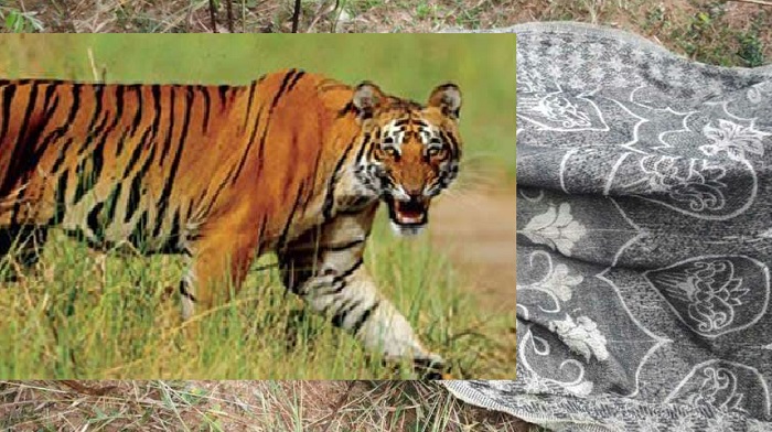 Rewa News : घर के अंदर घुसकर बाघ ने महिला पर किया हमला, मौत