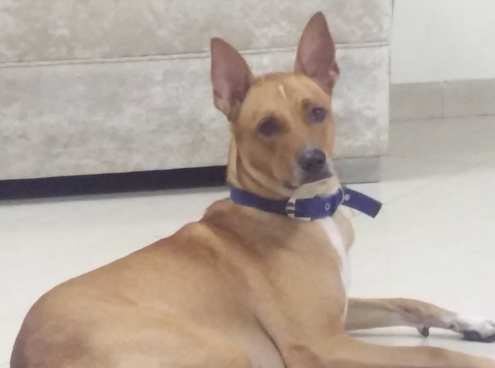 लंदन जायेगा देशी कुत्ता, विदेशी व्यक्ति ने लिया गोद, पढ़िए पूरी खबर.. लंदन जायेगा देशी कुत्ता, विदेशी व्यक्ति ने लिया गोद, पढ़िए पूरी खबर..