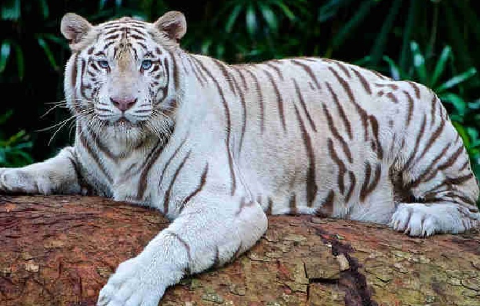 Rewa News : सफेद शेर की पैतृक स्थली दुबरी की खोती जा रही पहचान