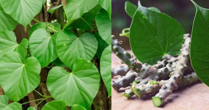 Corona से बचने पियें यह आयुर्वेदिक औषधि, बढेगी रोग प्रतिरोधक क्षमता Corona से बचने पियें यह आयुर्वेदिक औषधि, बढेगी रोग प्रतिरोधक क्षमता