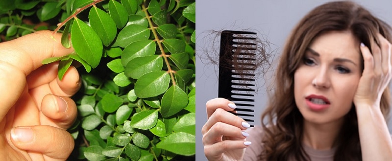 झड़ते एवं सफेद होते बालों को रोकने में रामबाण है करी पत्ता, जानिए इसके उपयोग की विधि