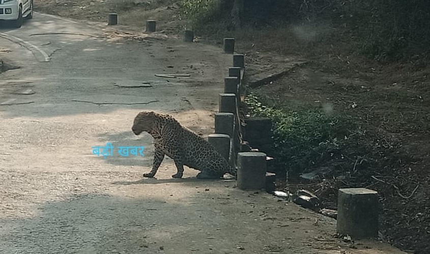 धनिया गांव के ग्रामीणो ने ऐसे वन्य जीव को देखा कि दहशत में उनके गले से नही उतर रहा खाना-पानी : SATNA NEWS