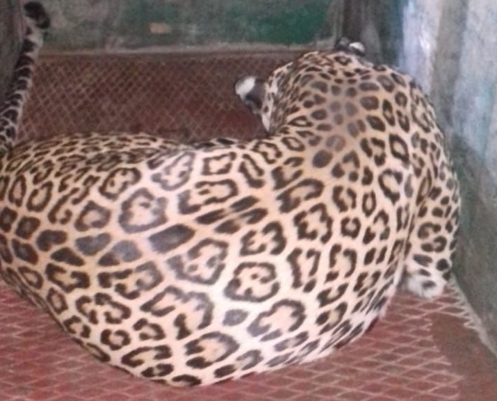 सतना: धनिया गांव से पकड़कर लाये गये तेंदुए की मुकुंदपुर टाइगर सफारी में मौत