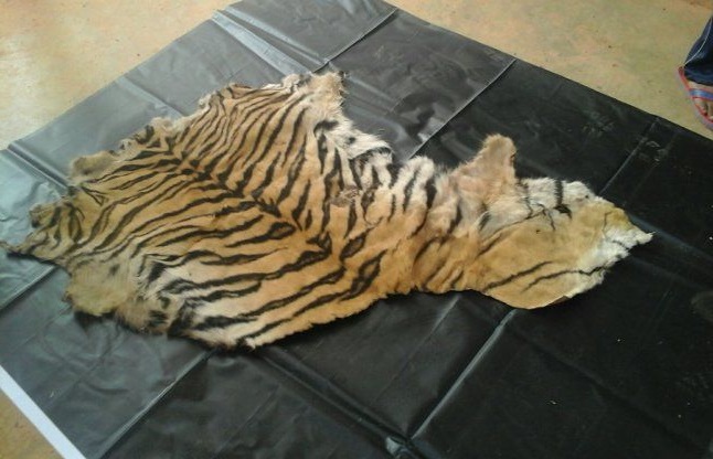 शहडोल में बाघ की खाल बेंचते हुए तस्कर गिरफ्तार, जबलपुर की टीम ने की कार्रवाई