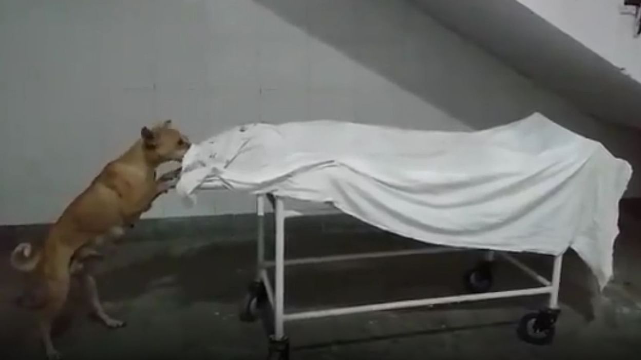 मानवता शर्मशार : अस्पताल में कुत्ते नोच रहे बच्ची का शव, वीडियो सोशल मीडिया पर वायरल