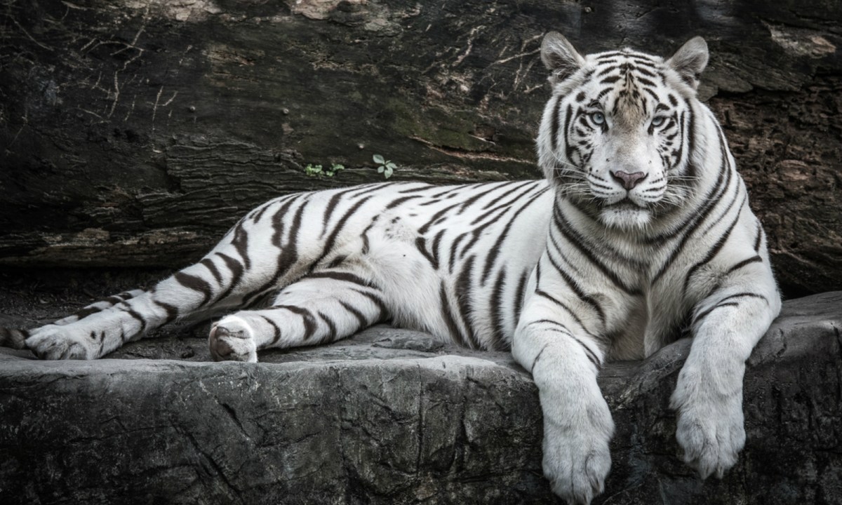 Mukundpur Tiger Safari में गोपी की मौत, नहीं थम रही बाघों के मरने की घटनाएं