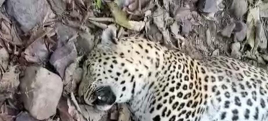 सतना : तेंदुए का जंगल में शिकार, आराम फरमा रहे अधिकारी, वन्य प्राणी असुरक्षित