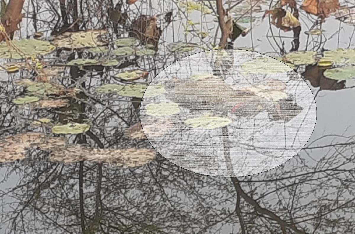 तालाब में उतराती मिली युवक की लाश