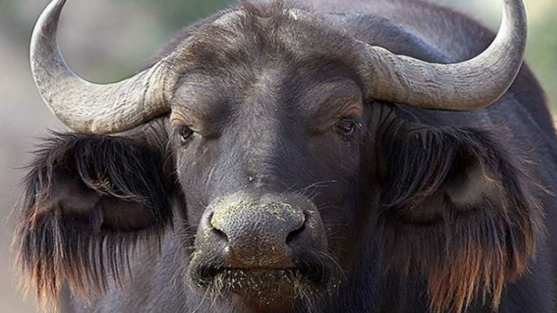 ग्वालियर : भैंस ने सड़क पर किया गोबर,ननि प्रशासन ने ठोका बड़ा जुर्माना, राशी सुनकर चौक गया पशु मालिक ग्वालियर : भैंस ने सड़क पर किया गोबर,ननि प्रशासन ने ठोका बड़ा जुर्माना, राशी सुनकर चौक गया पशु मालिक