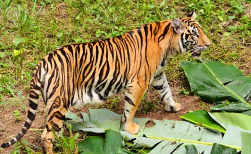 आदमखोर बाघ ने ली 12 साल के बच्चे की जान, गांव में बढा आतंक