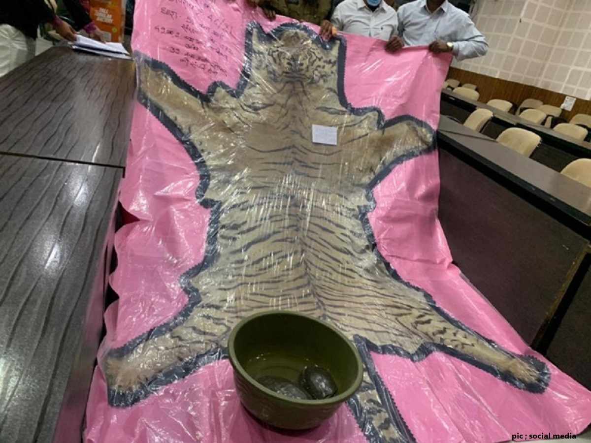 पशु अंग तस्कर गिरोह पकड़ाया, 1 करोड़ में बेच रहे थे बाघ की खाल, 10 लाख में दो कछुए... पशु अंग तस्कर गिरोह पकड़ाया, 1 करोड़ में बेच रहे थे बाघ की खाल, 10 लाख में दो कछुए...